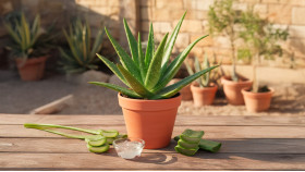 Aloe vera – přínosy, použití a jak vybrat ten pravý