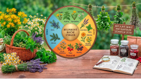 Sezónní kalendář bylinek